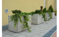 Truhlík Roots Truhlík Roots